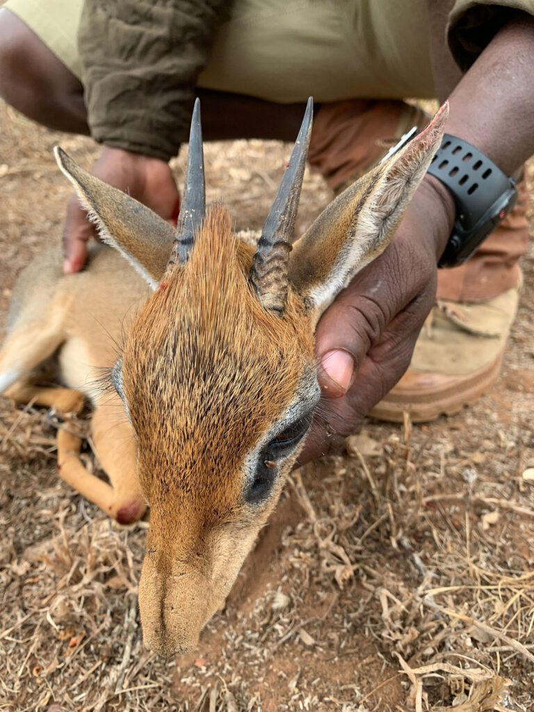 Throphy Hunting Tanzania Game Frontiers of Tanzania
