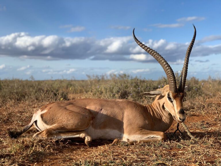 Throphy Hunting Tanzania Game Frontiers of Tanzania