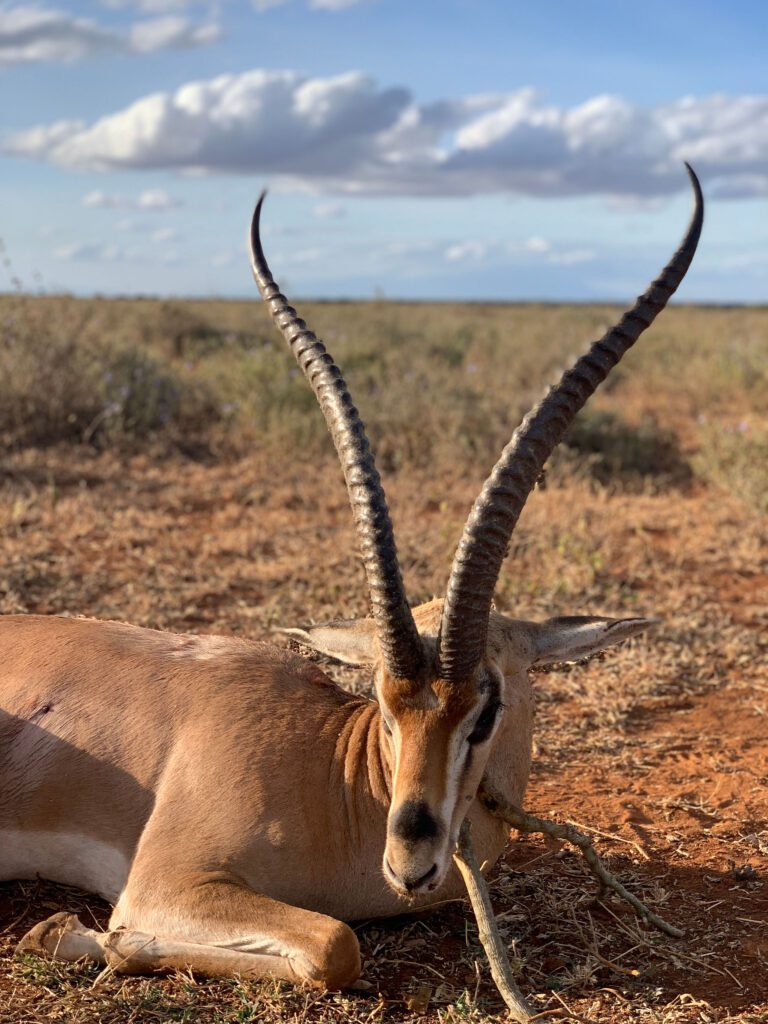 Throphy Hunting Tanzania Game Frontiers of Tanzania