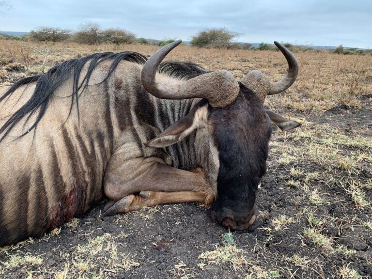 Game frontiers hunting safari Tanzania