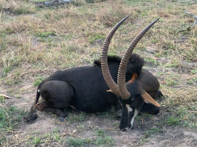 Game frontiers hunting safari Tanzania