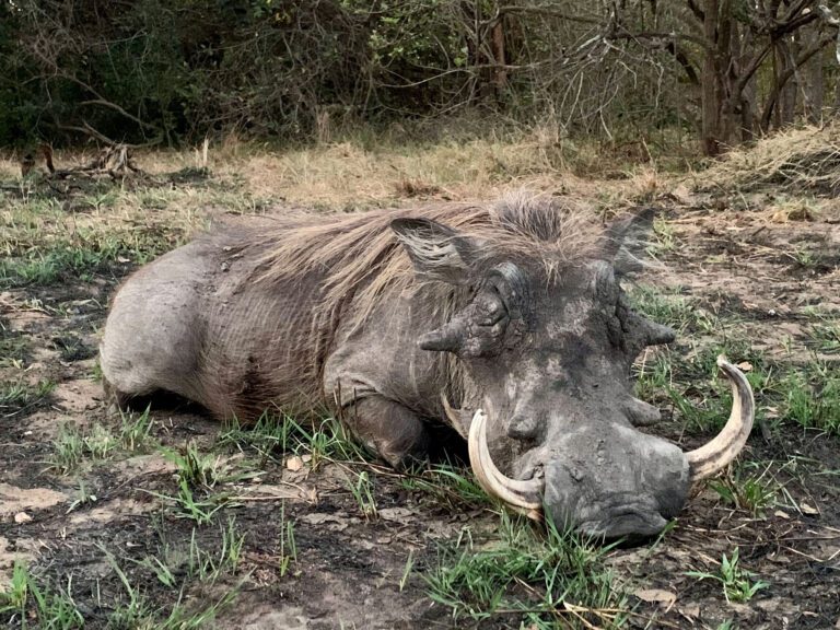 Game frontiers hunting safari Tanzania