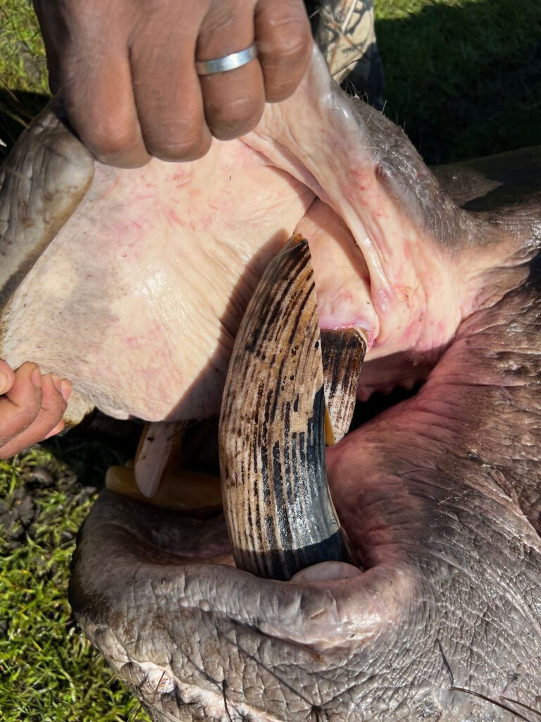 Game frontiers hunting safari Tanzania
