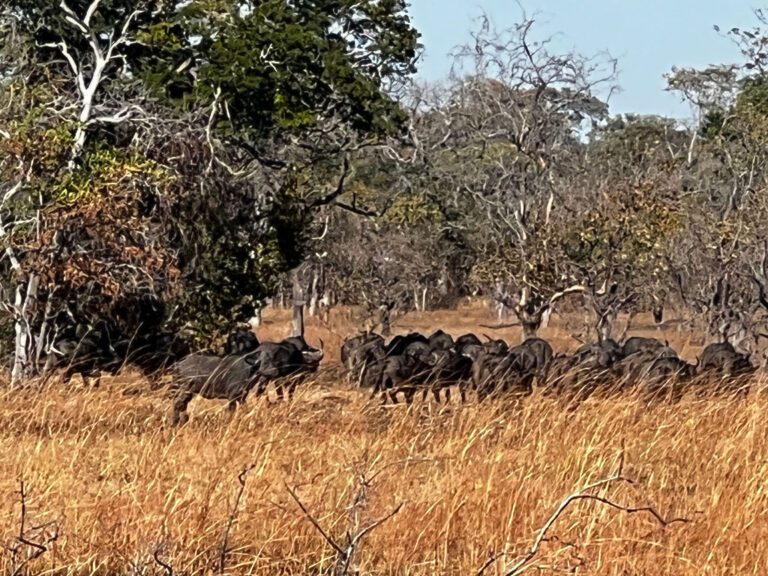Game frontiers hunting safari Tanzania