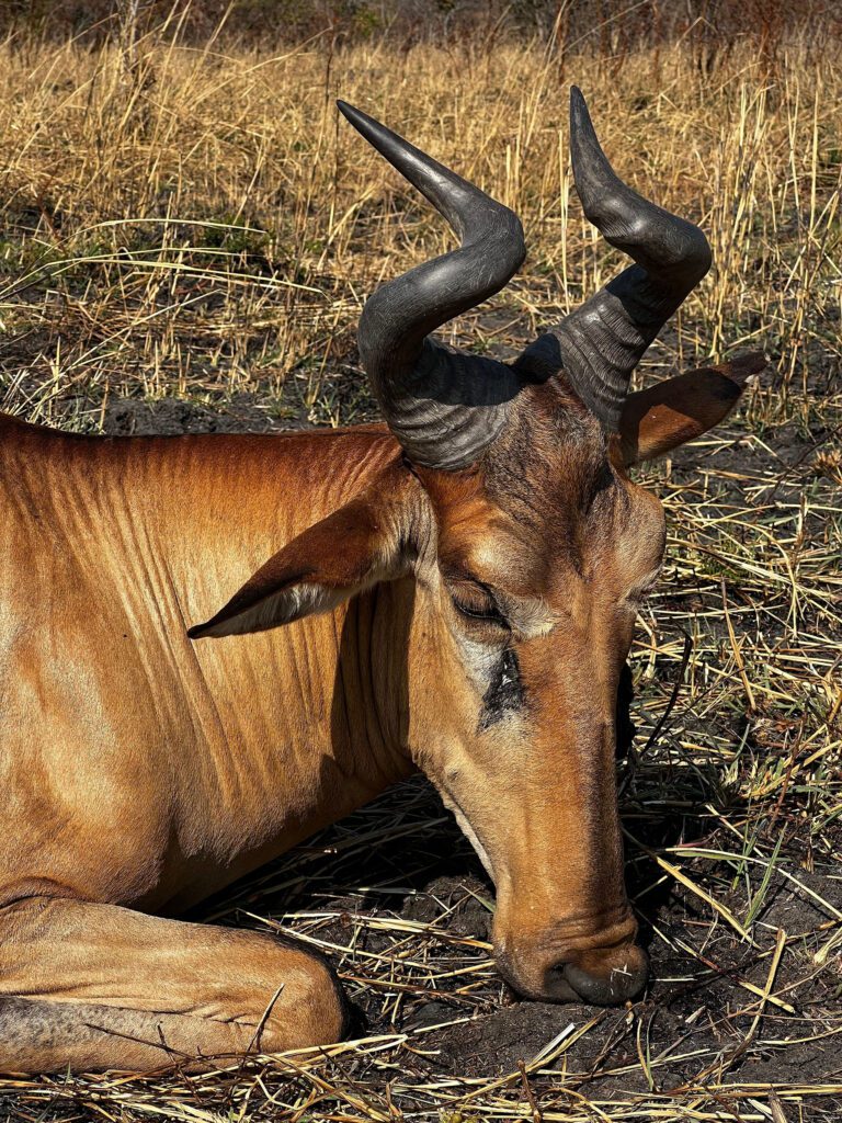 Throphy Hunting Tanzania Game Frontiers of Tanzania