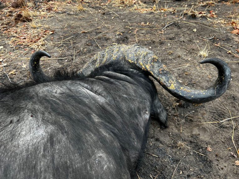 Game frontiers hunting safari Tanzania