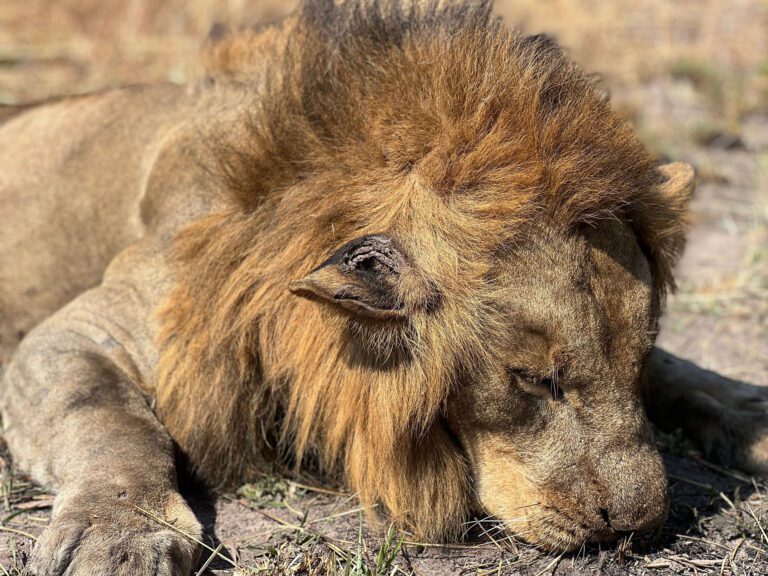 Lion Throphy Hunting Tanzania Game Frontiers of Tanzania