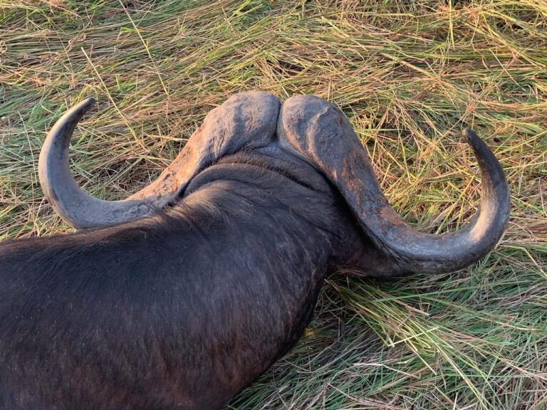 Game frontiers hunting safari Tanzania